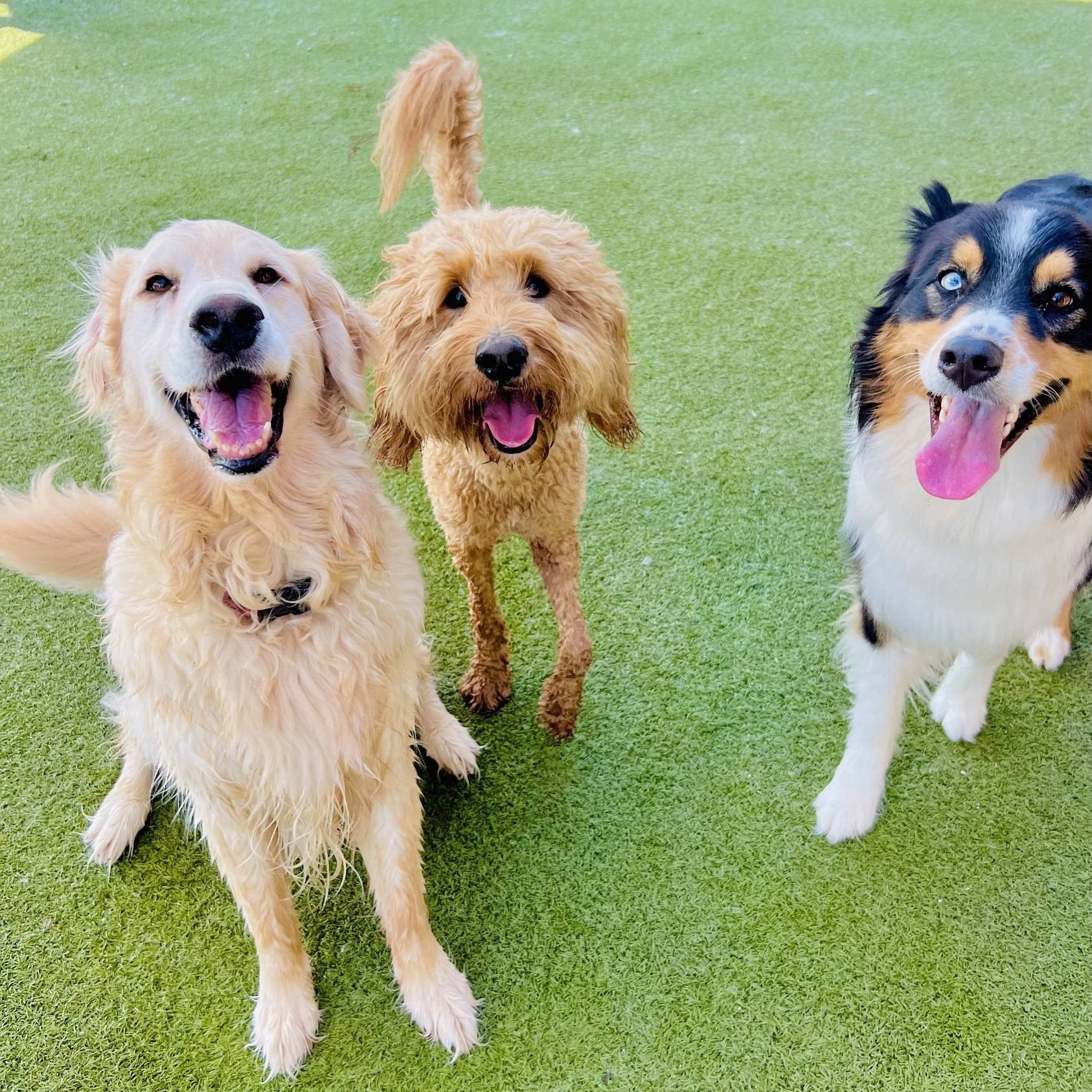 Three happy dogs on green turf: Golden Retriever, Goldendoodle, and Australian Shepherd, all smiling.