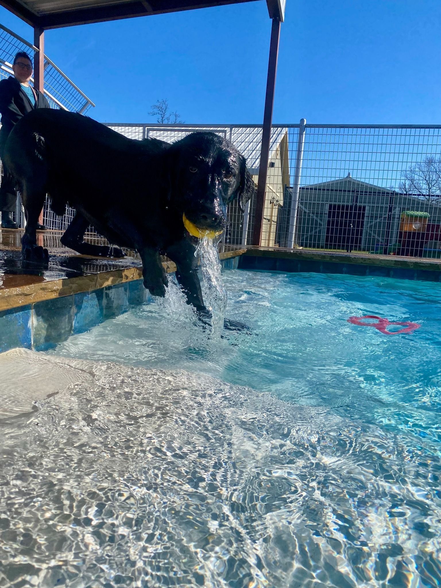 Black dog jumps into a pool to retrieve a yellow ball on a sunny day.