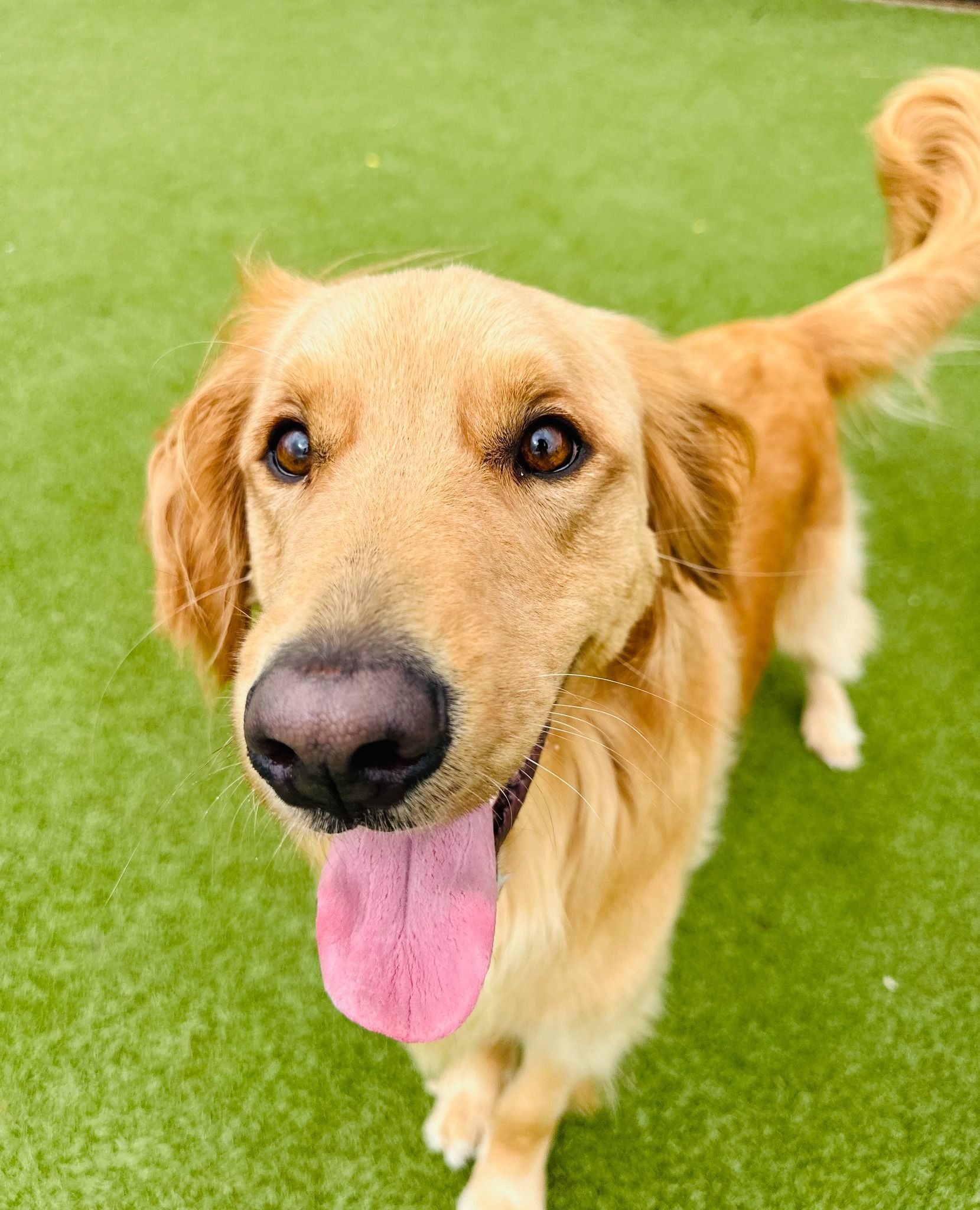 Golden retriever dog with tongue out, smiling on green grass.