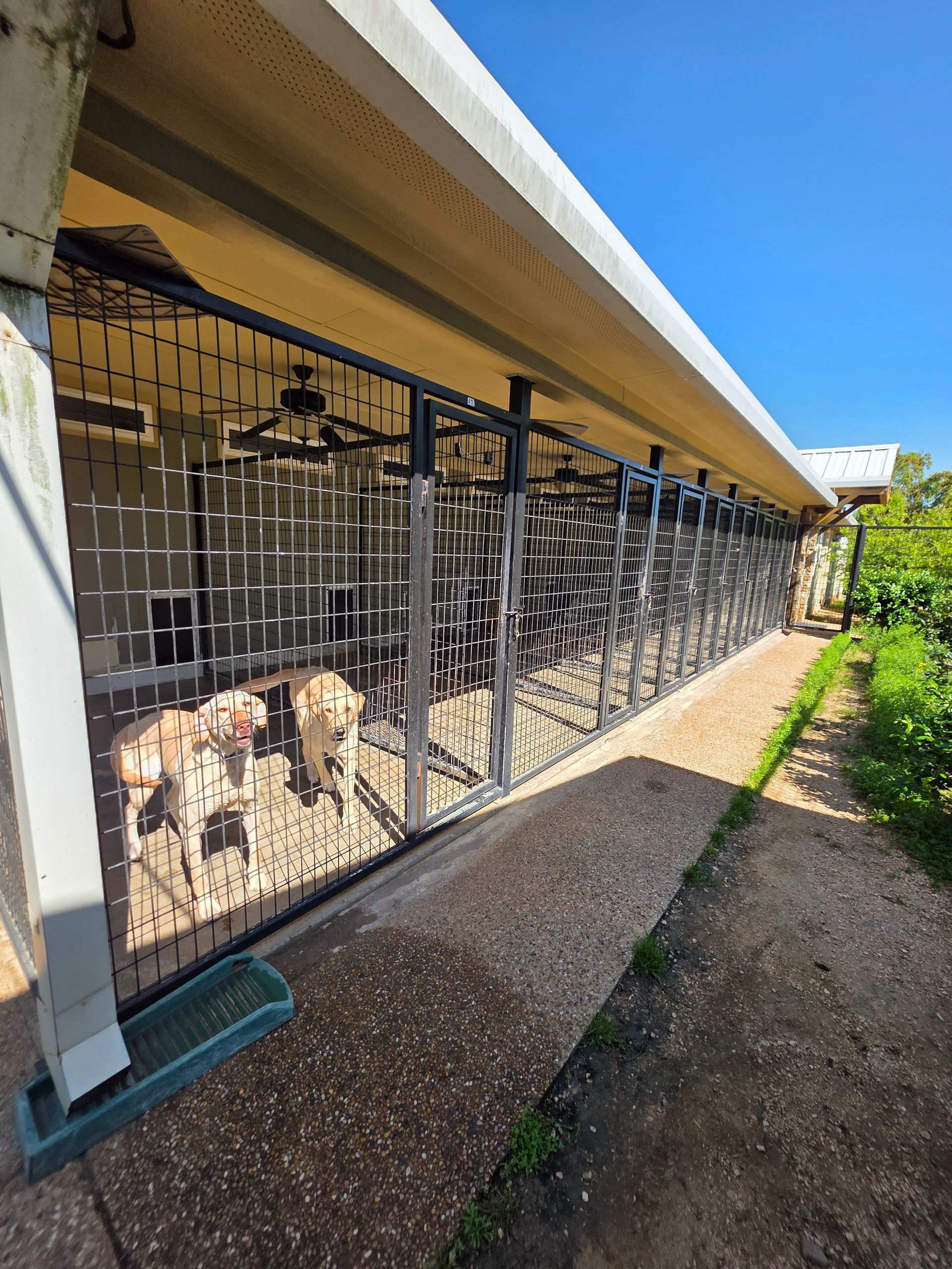 Metal gate along a building's exterior with animals visible inside; pathway beside.