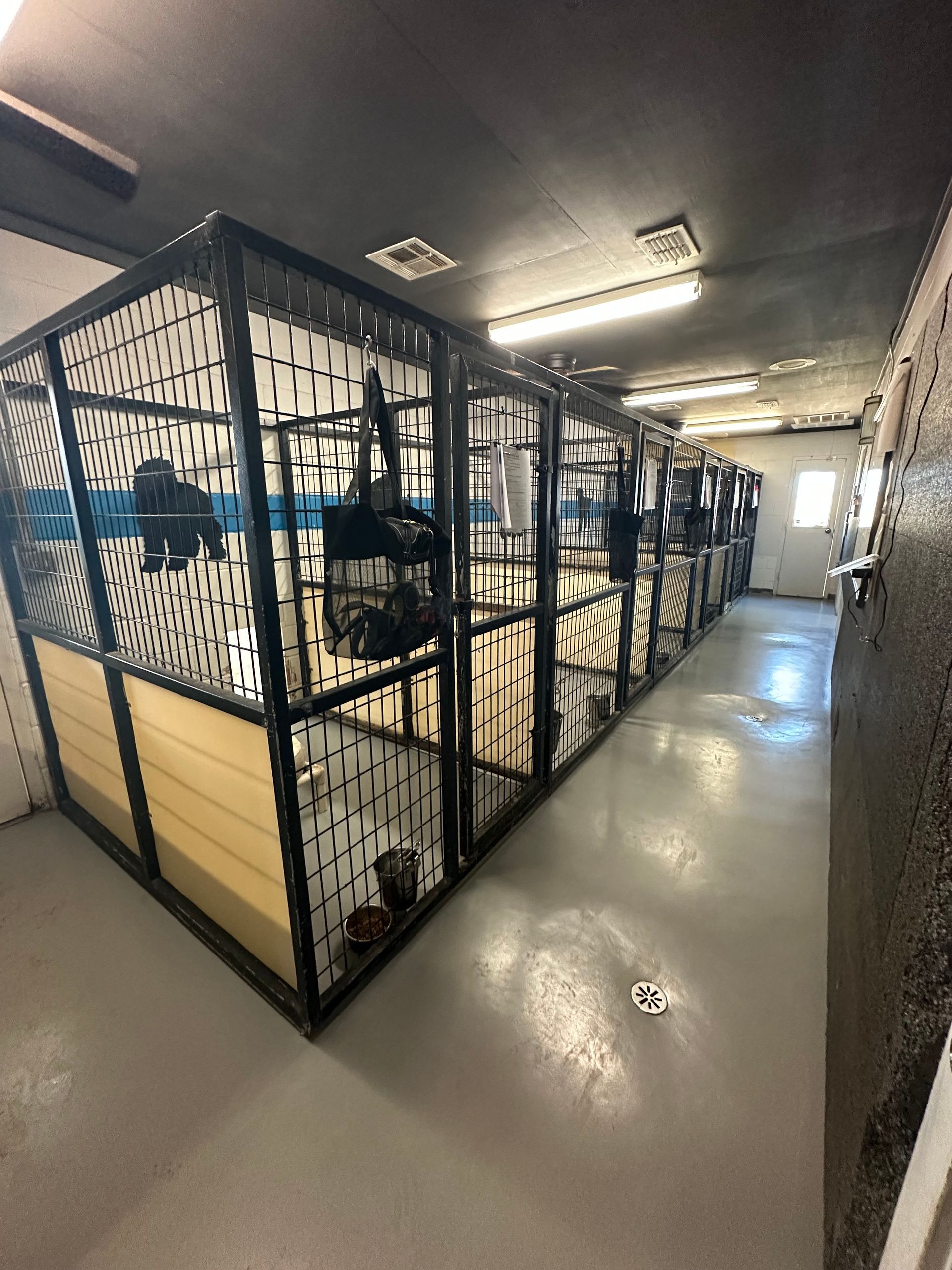 Dog kennels in a row, with metal frames, wire mesh, and wooden lower panels. Gray floor, white walls.