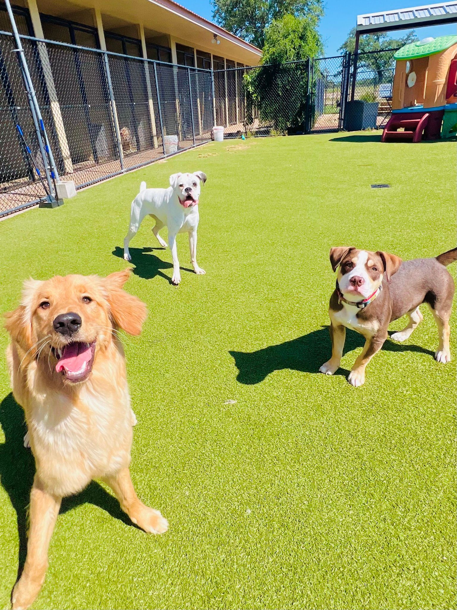 pet boarding