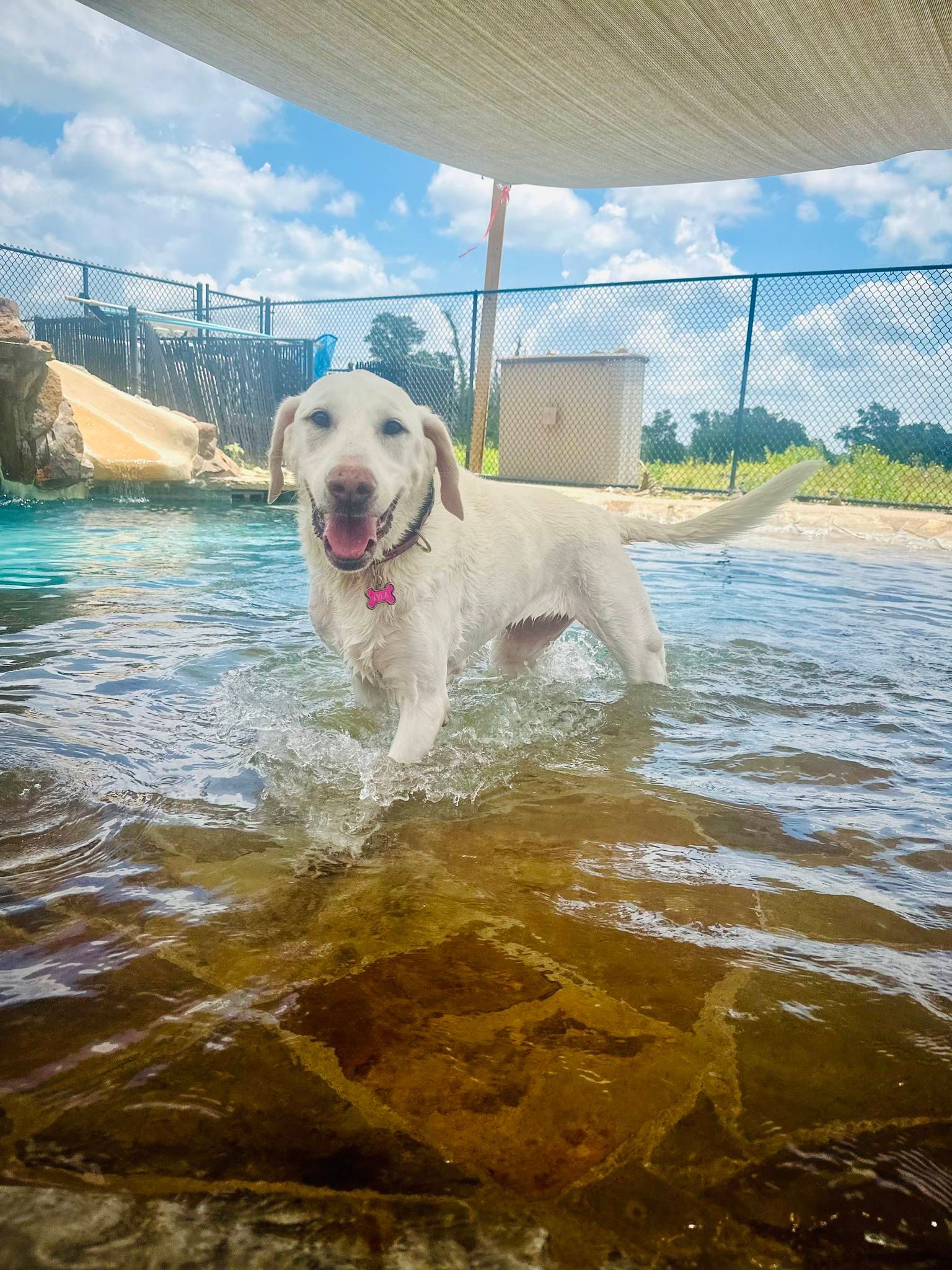 dog boarding services