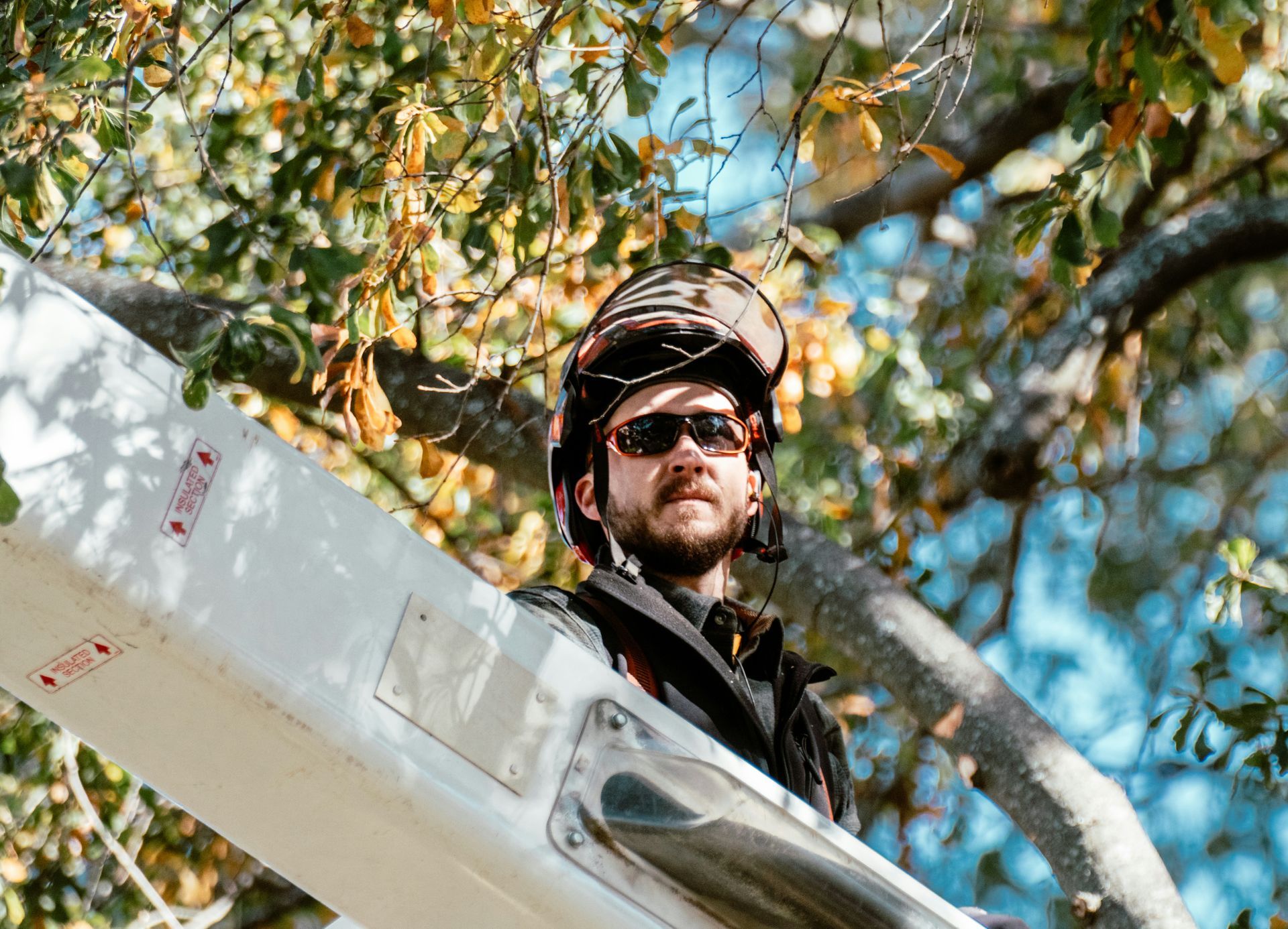 A person wearing protective gear and sunglasses looks out from an elevated bucket truck amid tree branches.