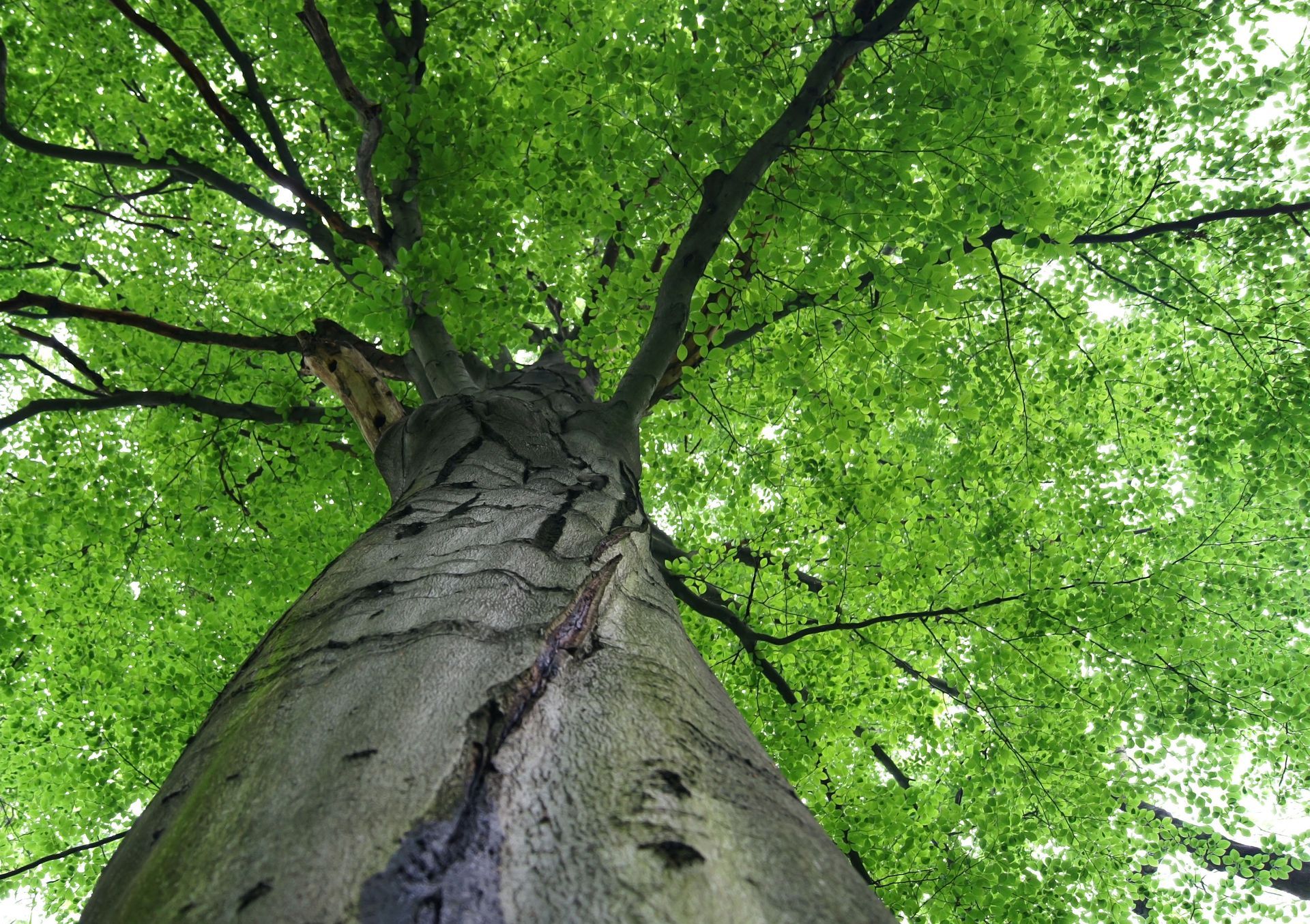 tree service