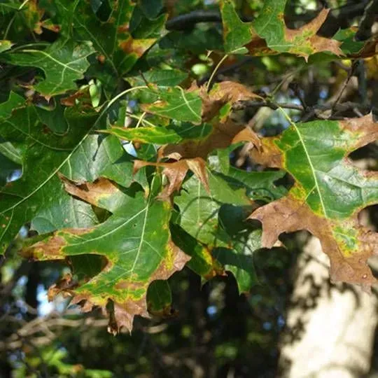 Oak leaves with brown edges, some green, close-up