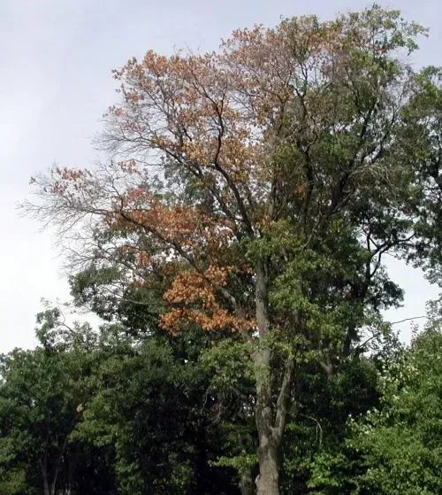 Tree with brown, dead leaves among green foliage