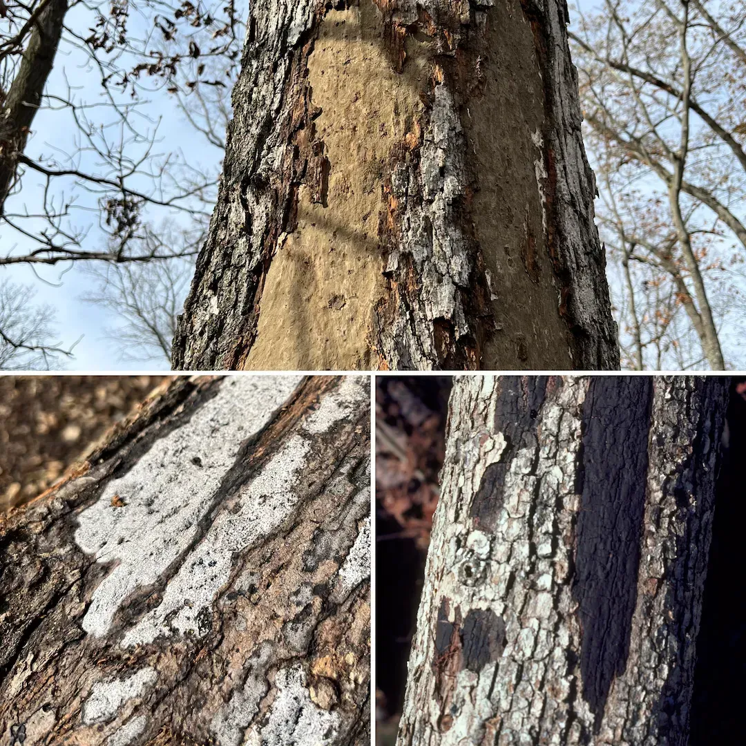 Three photos of tree bark with patches of discolored, damaged areas, showing different textures