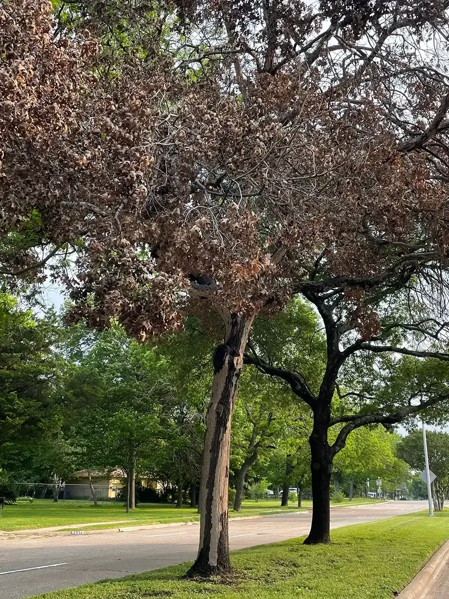 Tree with brown, dead leaves next to green trees and a street with grass