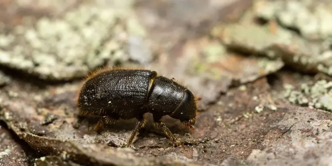 Small, dark-colored beetle on rough, textured bark