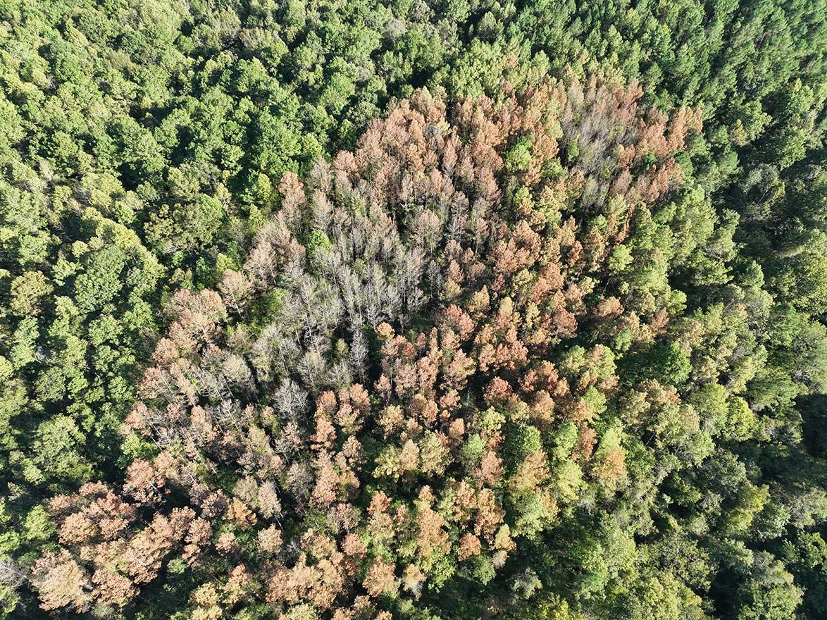 Aerial view of a forest with a large patch of dead, brown trees surrounded by healthy, green trees