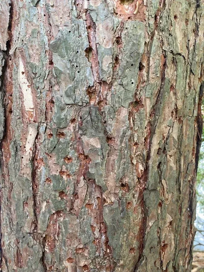 Tree bark with many small holes and reddish-brown residue, likely from insect activity
