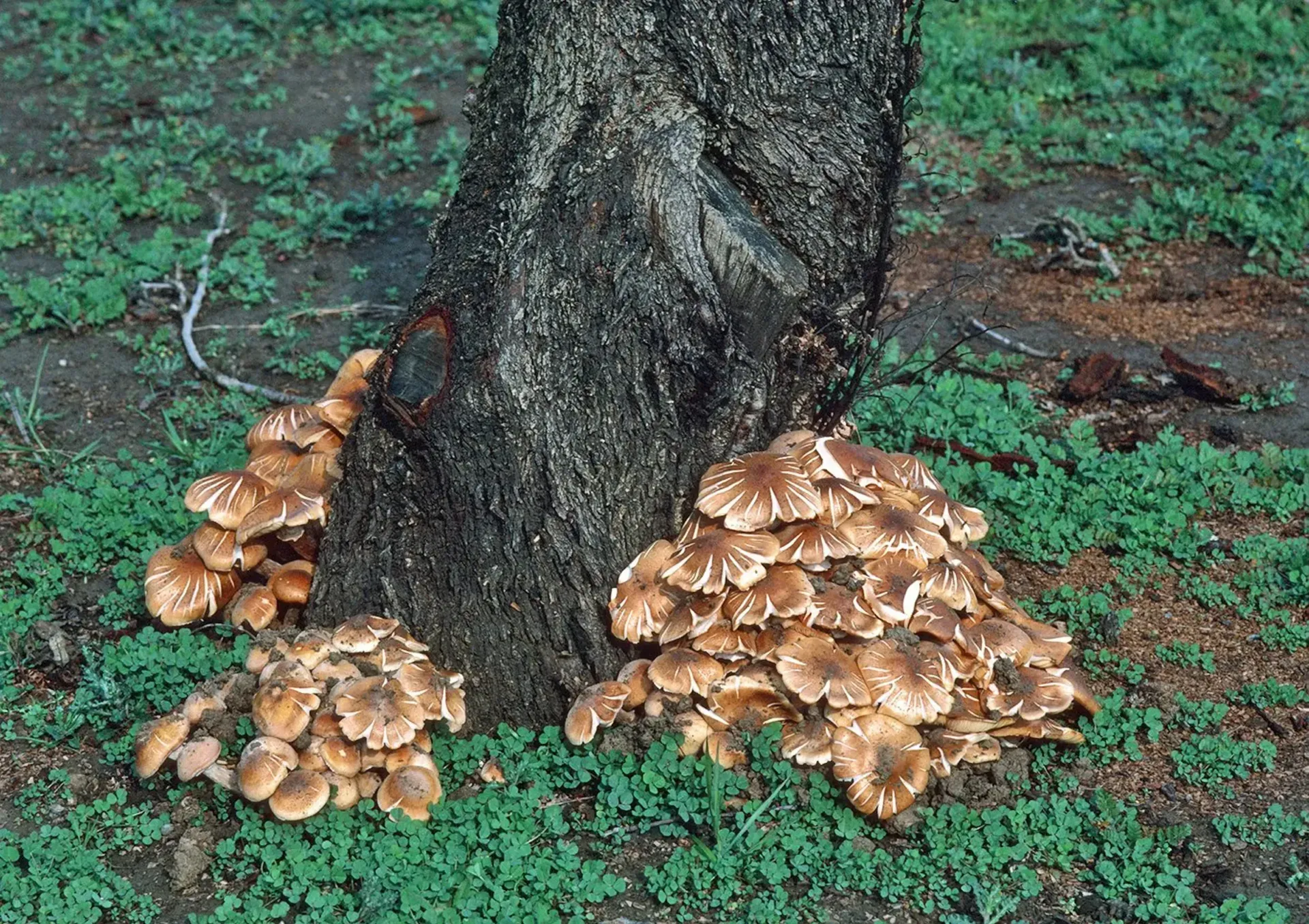 Brown mushrooms growing at the base of a dark tree trunk, surrounded by green ground cover