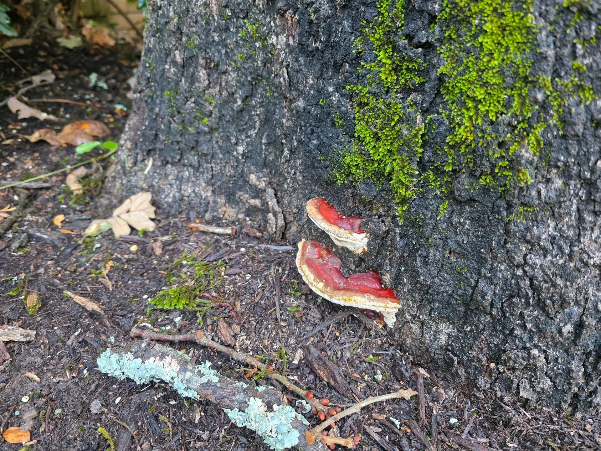Red shelf fungi on the base of a dark tree trunk, with green moss and forest floor debris