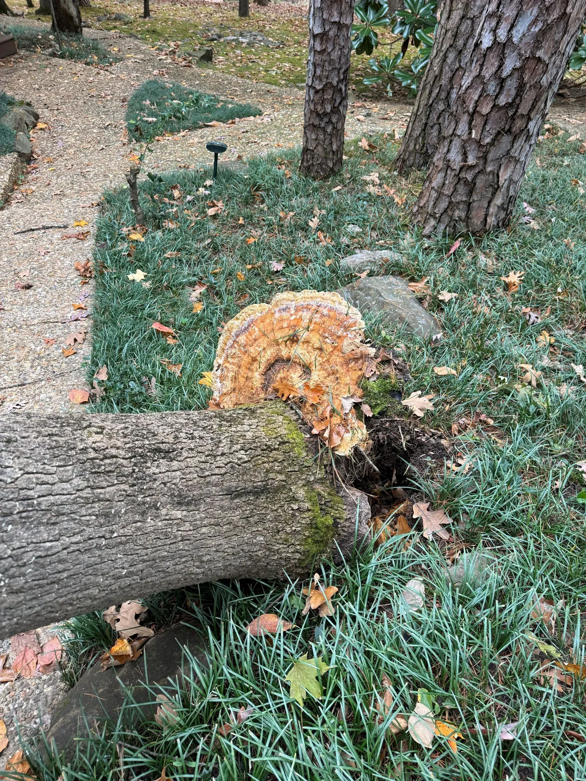 Large, orange fungus growing on a fallen log in a garden. Green grass surrounds it