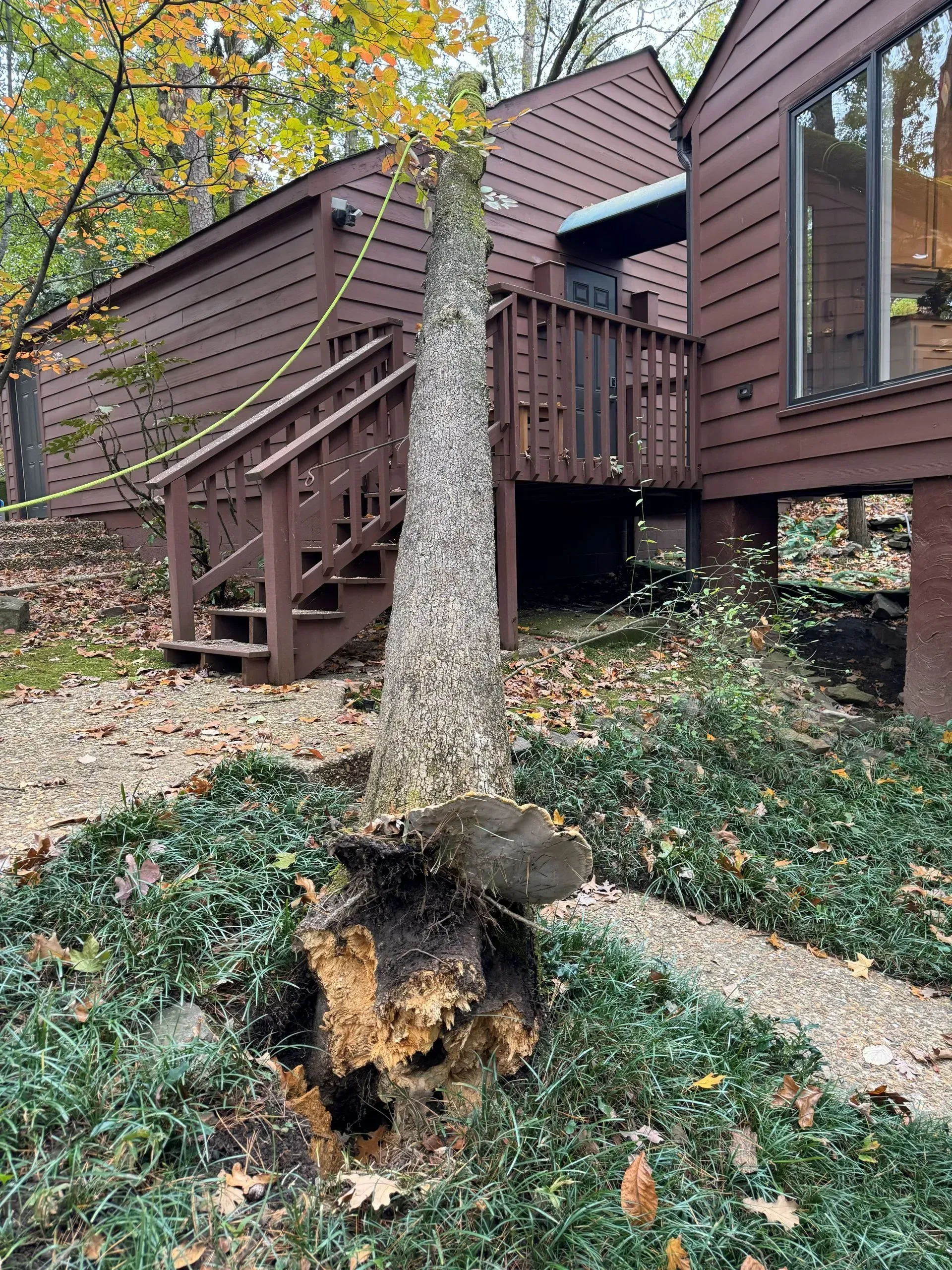 Fallen tree trunk near a brown house and wooden deck, with broken roots and green ground cover