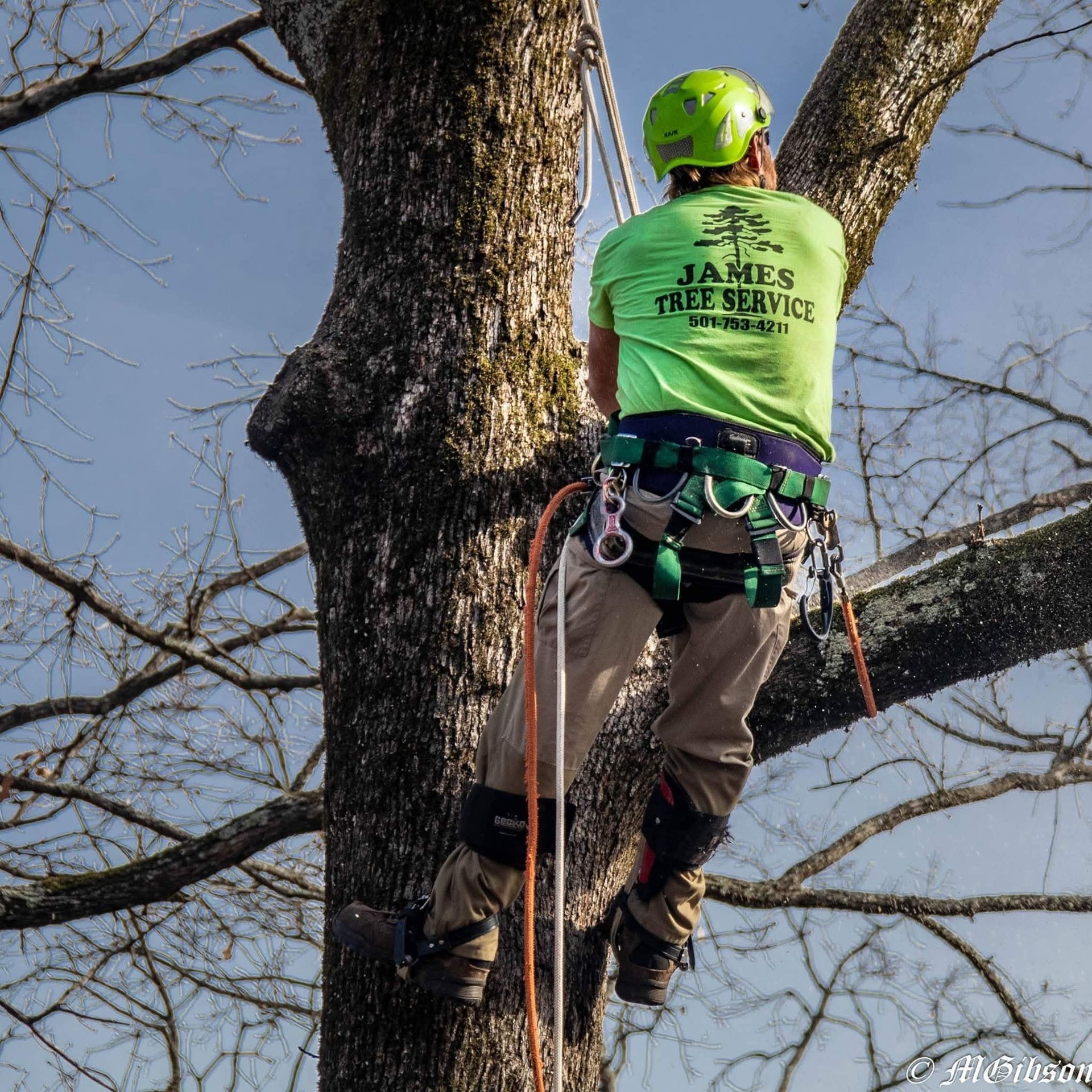 A tree surgeon in a lime green shirt and helmet, harnessed to a large tree while working at height.