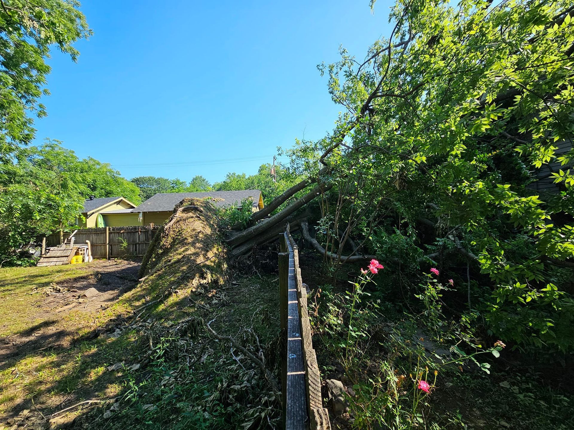 Tree fallen across a wooden fence, blocking a yard with houses in the background on a sunny day.