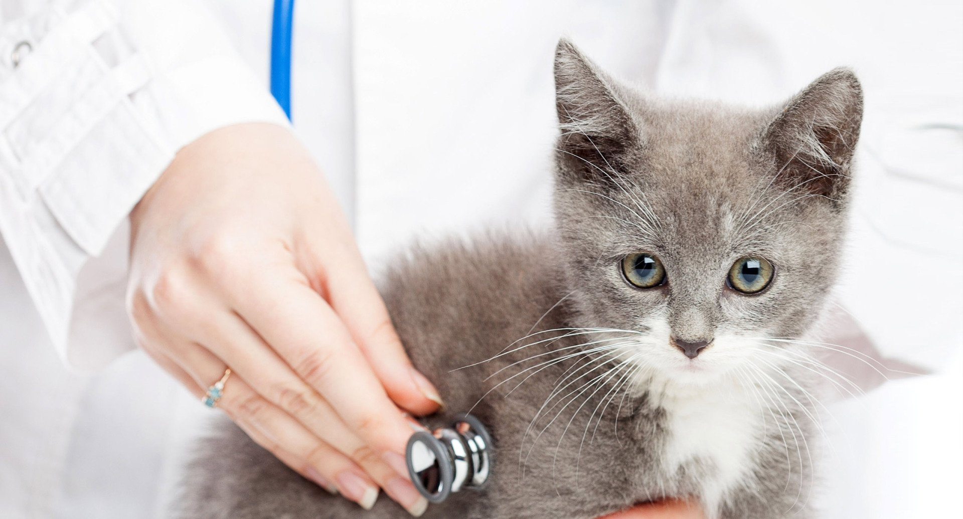 Annual Exams & Vaccinations