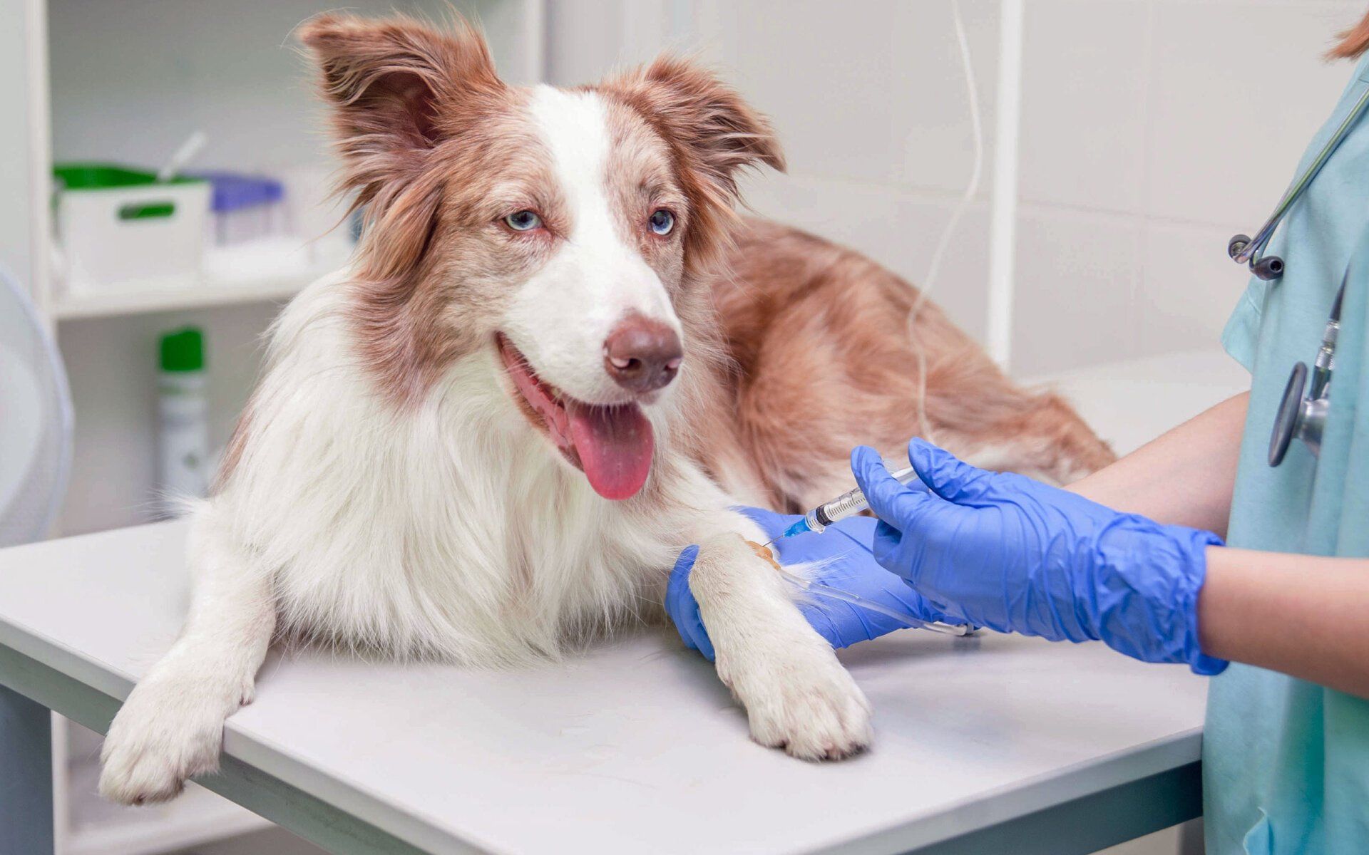 Cedar Ridge Animal Hospital | Vaccinations | Rexburg, ID