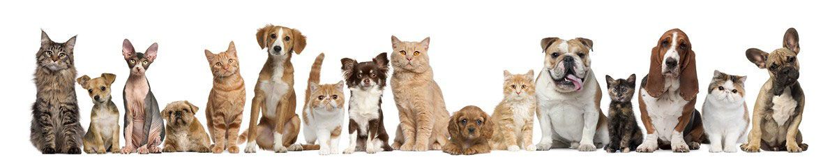 A row of various cats sitting and standing on a white background.