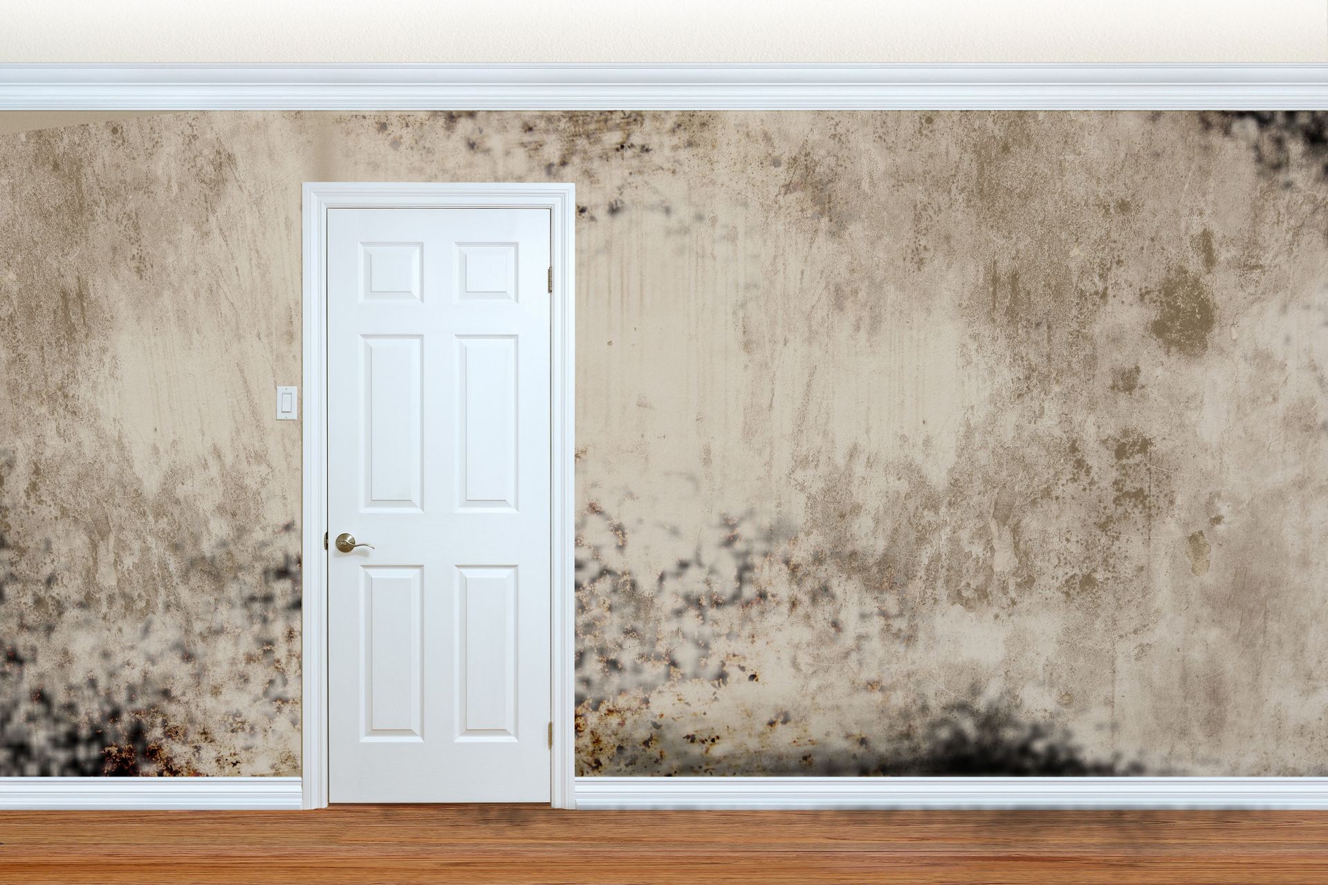 Mold Abatement Contractors