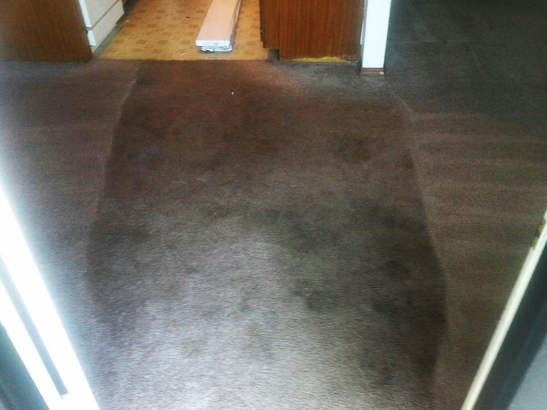 Carpet Cleaning