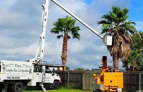 Tree service