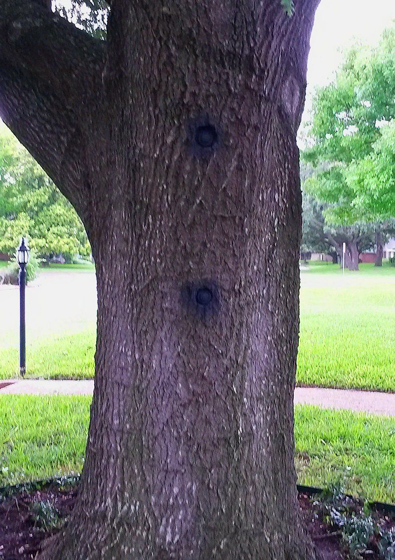 Split tree prevention and repair
