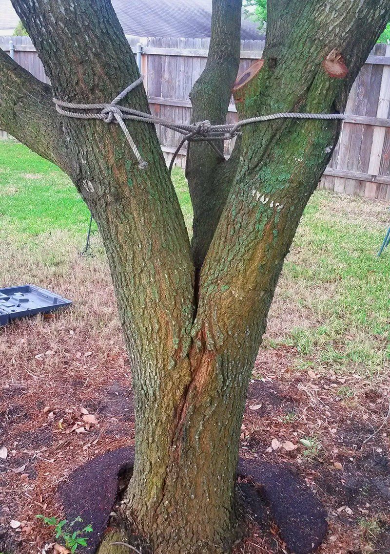 Split tree prevention and repair