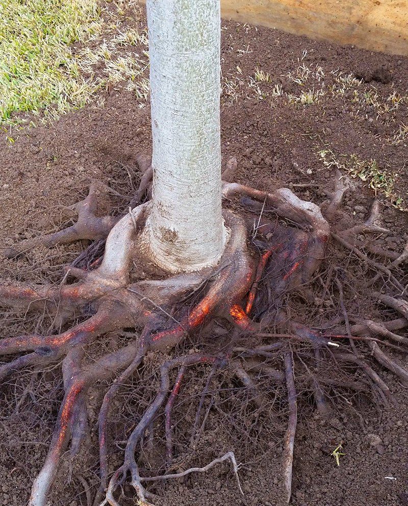 Roots of a tree
