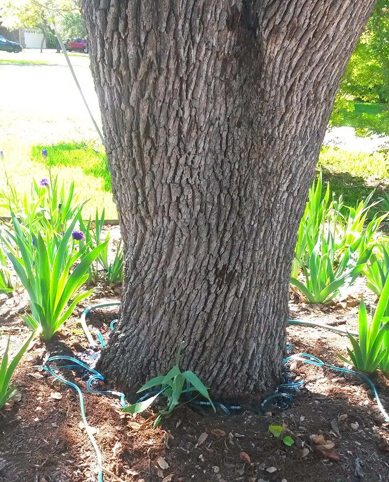 Tree healthcare service