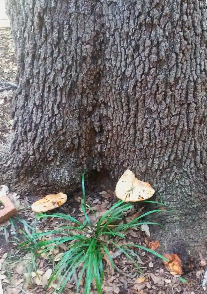 Tree healthcare service