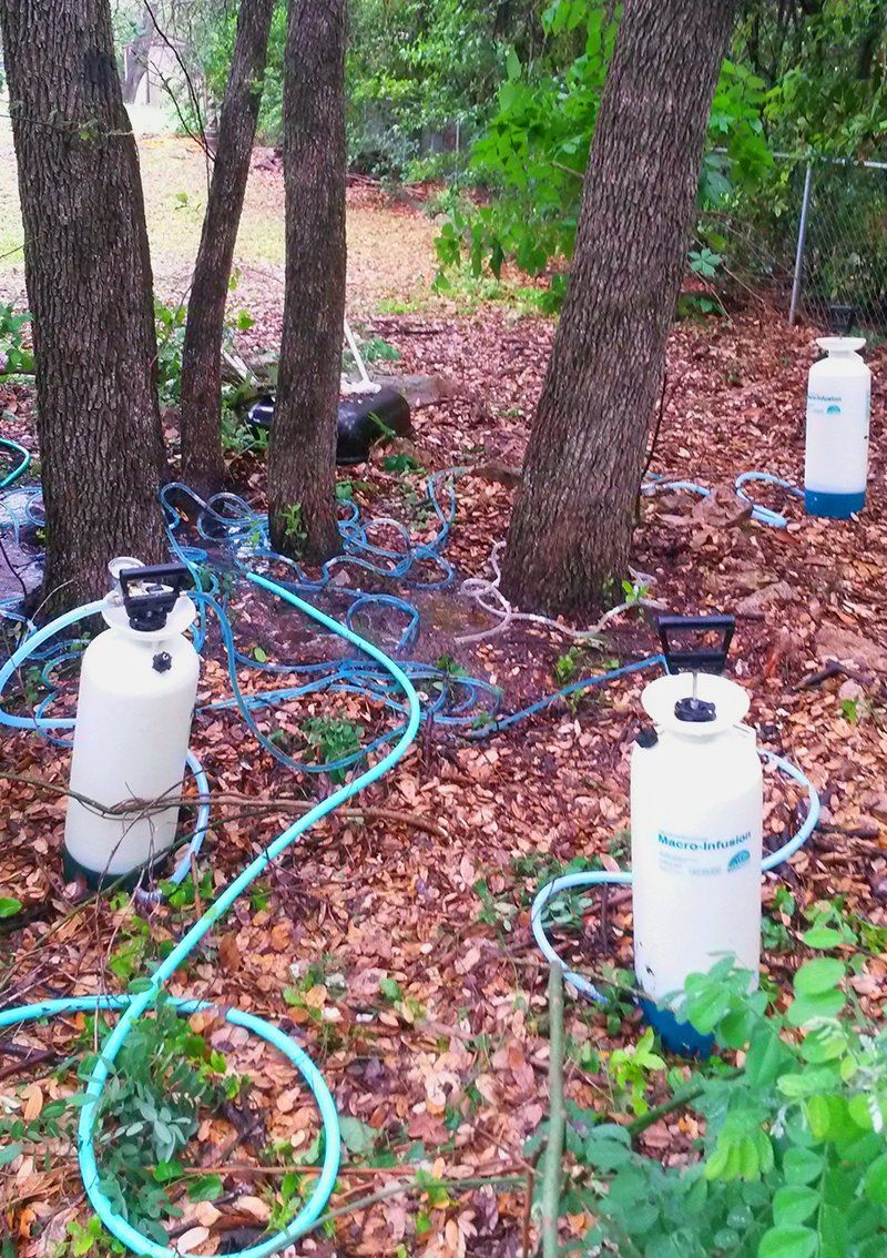 Tree healthcare service