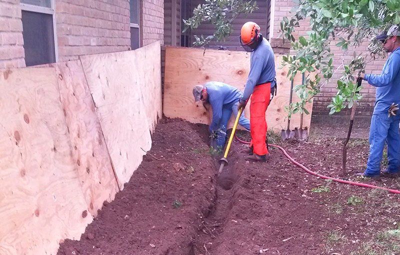 Tree preservation service