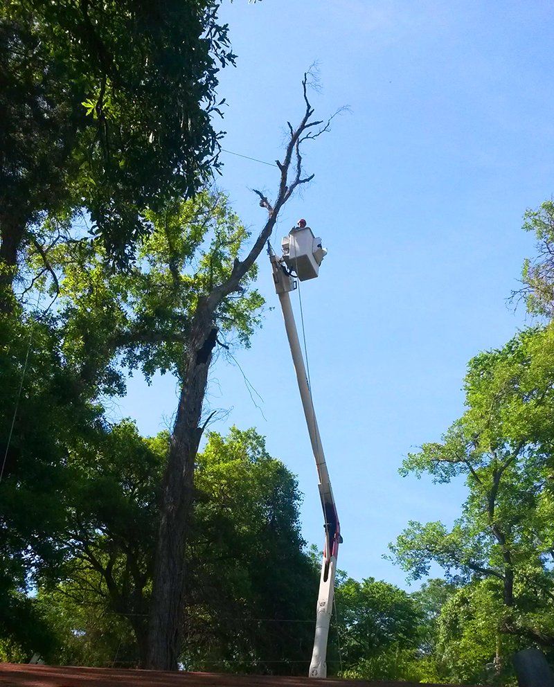 Tree removal