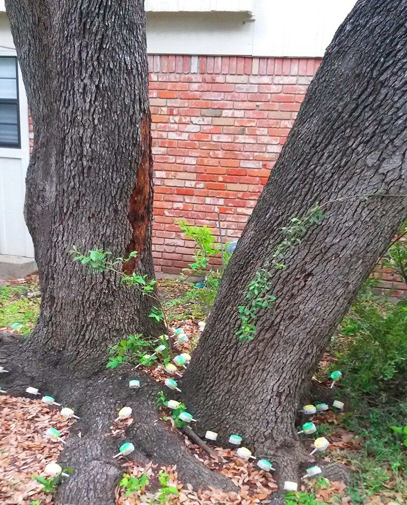 Tree healthcare service