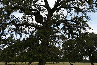 Trees  in the yard