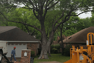 Tree trimming