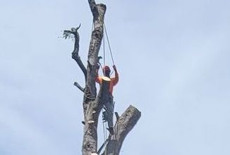 Tree removal