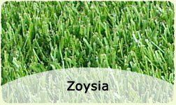 Zoysia sod