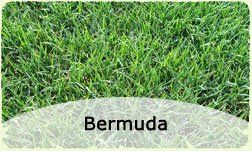 Bermuda sod