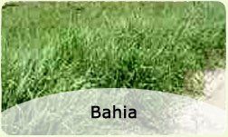 Bahia sod
