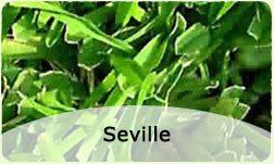 Seville sod