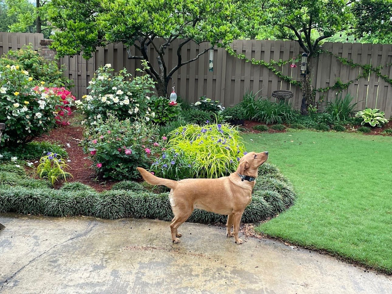 Dog stands on patio, looking up, in a garden with flowers and a wooden fence.