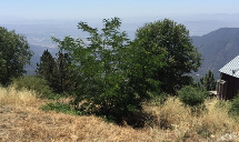 Poseidon Valley Tree Service's gallery