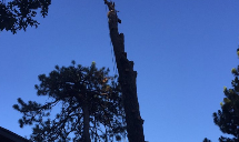 Poseidon Valley Tree Service's gallery