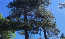 Poseidon Valley Tree Service's gallery