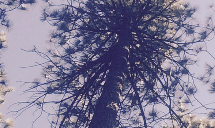 Poseidon Valley Tree Service's gallery