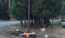 Poseidon Valley Tree Service's gallery